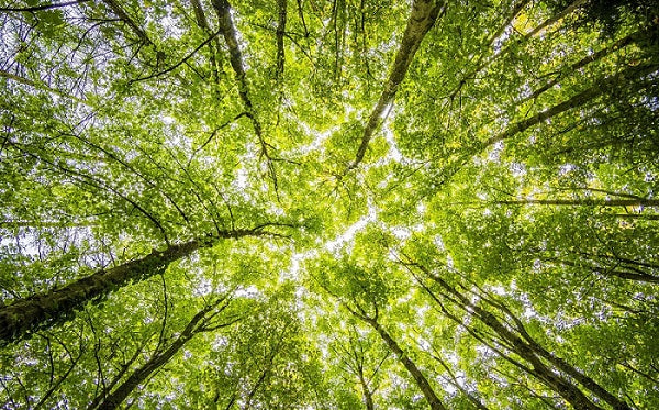Green and clean, a paradox?